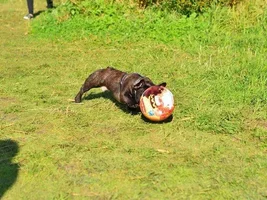 Muffin - sweet bulldog from Russia :)