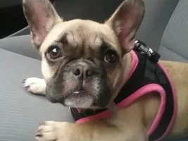 Little frenchie!!
