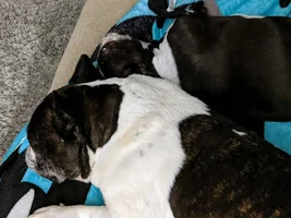 Lovebirds! Let's See Those Frenchie "Couples"