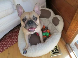 ~ENTER HERE~ April 2015 Frenchie of the Month ~ Happy Frenchies!
