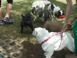 French Bulldog M&G