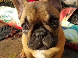 ~ENTER HERE~ March Frenchie of the Month ~ Frenchie Faces
