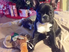 Hi! New Frenchie mommy
