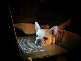 October 2014 Frenchie of the Month Contest ~ENTER HERE~