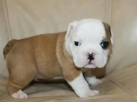 Wondering About "Wall Eyed" Frenchies