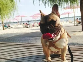 4 Paw Members, Please vote for May Frenchie of the Month!
