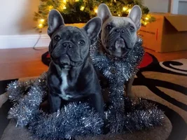 Happy Howllidays