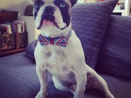 June 2013 Frenchie of the Month Contest! ~ENTER HERE~