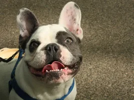 Frenchie of the Month Contest ~ Father's Day ~ ENTER HERE ~