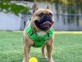 4 PAW MEMBERS!!  Please vote for your favorite Tongue Tied Frenchie!!