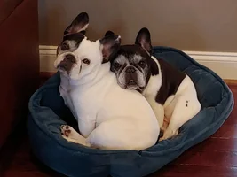 PLEASE VOTE!!!   Frenchie of the Month "My Favorite Picture"
