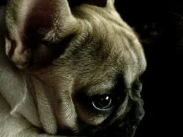 4 Paw Members, Please vote for July Frenchie of the Month!