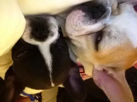 Snoring and tooting