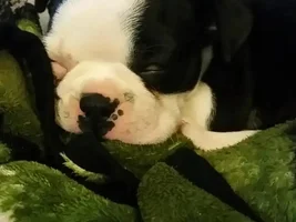 baby frenchie