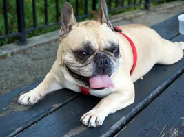 August 2013 Frenchie of the Month Contest! ~ENTER HERE~