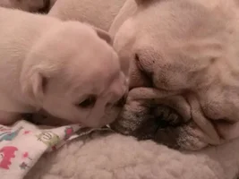 VOTE HERE!!!!  December Frenchie of the Month!