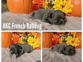Is our pup too small?