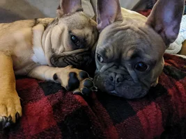 Lovebirds! Let's See Those Frenchie "Couples"