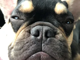 4 PAW MEMBERS!!!  Please VOTE for your favorite Frenchie FACES!