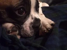 TV watching buddy