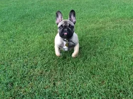 ATTN 4 PAW MEMBERS!  Vote for your fav Frenchies in GREEN!