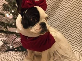 4 PAW MEMBERS!!!  Please vote for your Holly Jolly Frenchies