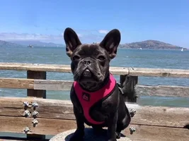 Blues!! Post pics of your blue frenchie!!