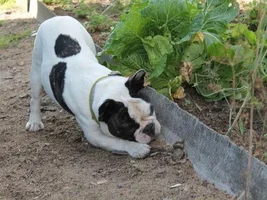 Muffin - sweet bulldog from Russia :)