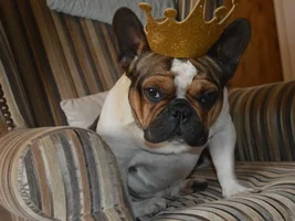 4 Paw Members, Please vote for April Frenchie of the Month!