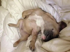 Sleeping positions........