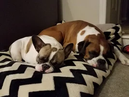 Help! My frenchie is acting aggressive :(