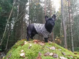 ENTER HERE ~ August 2015 Frenchie of the Month Contest ~ Favorite Frenchie Picture