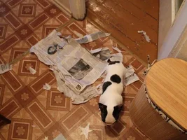 Muffin - sweet bulldog from Russia :)