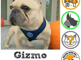 ~Gizmo~French Bulldog Available for Adoption in Washington