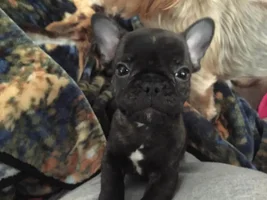 French Bulldog News is still under construction