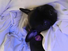 ~ENTER HERE~ April 2015 Frenchie of the Month ~ Happy Frenchies!