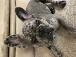 New Frenchie owner-long time dog owner