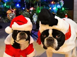 Frenchie Christmas Photos