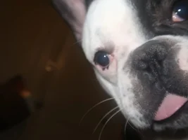 Hello Fellow Frenchie Owners!