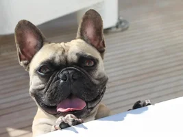 Our Frenchies - challenge