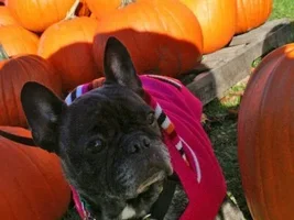 Daisy~~Available For Adoption in Eastern USA
