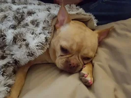 Back Leg Issue