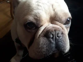 Fawns and Creams!! Post pics of your fawn or cream Frenchie!!