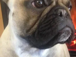 ~ENTER HERE~ March Frenchie of the Month contest "Frenchie Faces"