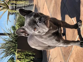 Run free sweet Stella