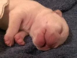 Hazel had her pups
