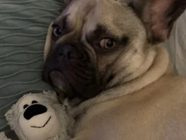 📷 Please submit a photo for the French Bulldog News Header & Logo!