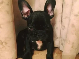 3 month puppy food