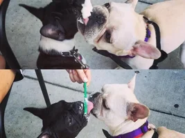 ENTER HERE ~ Frenchie of the Month Contest ~ Summertime Frenchies!!