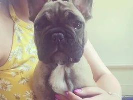 Henry my 10 week old Frenchie!!